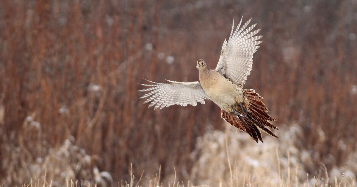 Upland Bird Hunting in Minnesota Grouse, Pheasant & More Explore